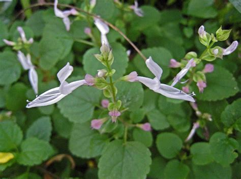 如意蔓功效|如意蔓 Plectranthus verticillatus